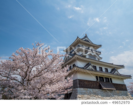 Kawara Castle where the cherry blossoms are in full bloom Kawara Castle where the cherry blossoms are in full bloom 49652970