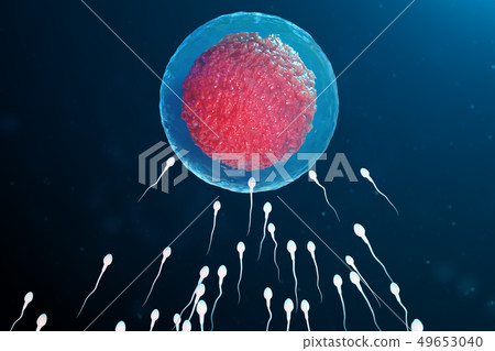 3D illustration sperm and egg cell, ovum. Sperm approaching egg cell. Native and natural 49653040