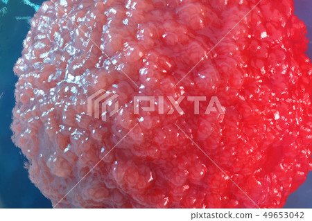 3D illustration egg cells embryo. Embryo cells with red nucleus in center. Human or animal egg cells 49653042