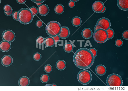 3D illustration egg cells embryo. Embryo cells with red nucleus in center. Human or animal egg cells 49653102