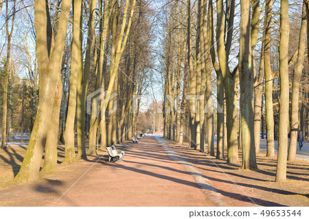 Park alley at spring. 49653544