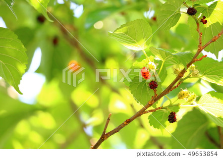 Mulberry fruit Mulberry fruit 49653854