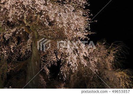 夜櫻花之夜櫻花 49653857