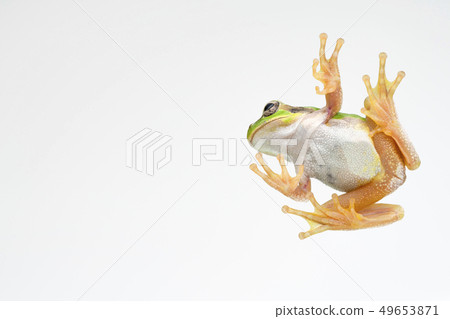 Frog tree frog background white Frog tree frog background white 49653871