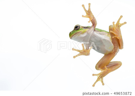 青蛙雨蛙背景白色 49653872