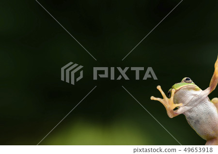 Tree frog Tree frog 49653918