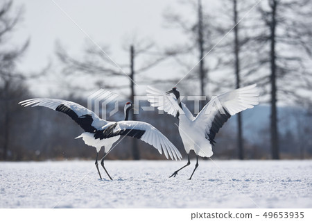 Cranes dancing with two (Hokkaido, Tsurui) 49653935