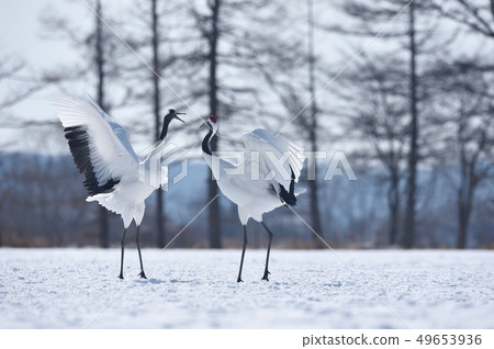 Cranes dancing with two (Hokkaido, Tsurui) 49653936