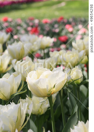 White tulip White tulip 49654298