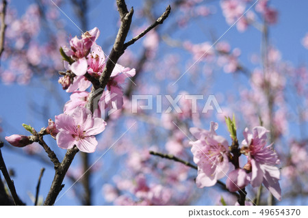 Peach blossom peach peach blossom bloom spring blossom bloom blue sky seasonal plant spring image pink 49654370