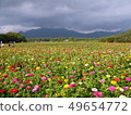  Flower garden 49654772