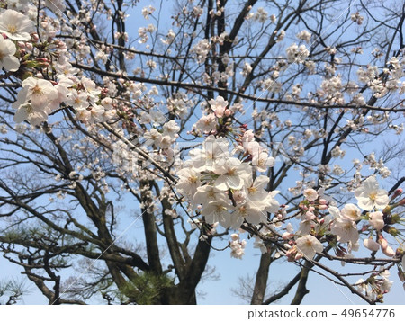 Cherry blossoms up Cherry blossoms up 49654776