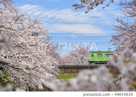 Cherry blossoms and 103 series 49654839