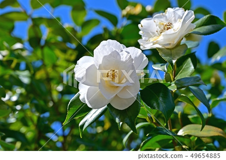 盛開的白玫瑰花，沐浴在樹上 49654885
