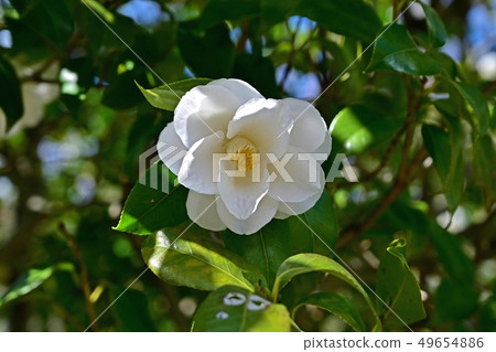 盛開的白玫瑰花,沐浴在樹上 盛開的白玫瑰花,沐浴在樹上 49654886