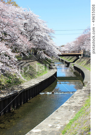 Cherry blossoms at Wada Hori Park Cherry blossoms at Wada Hori Park 49655008