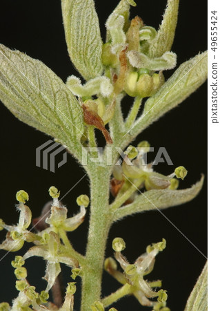 自然植物Enoki,分支技巧兩性花和在分支下的男性花。既不華麗? 自然植物Enoki,分支技巧兩性花和在分支下的男性花。既不華麗? 49655424