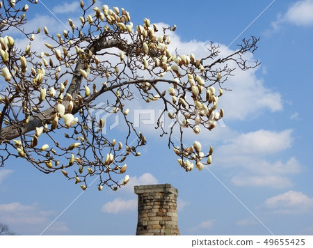 Gyeongju Cheomseongdae 49655425