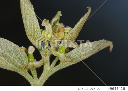 天然植物金針菇,開花後幾天的雙性花。授粉完成了嗎?雄蕊脫落,卵巢突出 天然植物金針菇,開花後幾天的雙性花。授粉完成了嗎?雄蕊脫落,卵巢突出 49655426