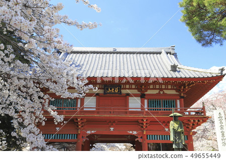 Nijomon Temple and cherry blossoms at Konjoin Temple 49655449