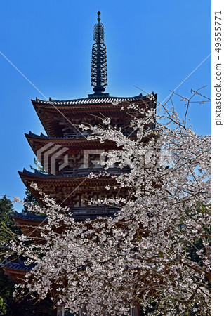 Daigoji cherry tree Daigoji cherry tree 49655771