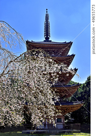 Daigoji cherry tree Daigoji cherry tree 49655773