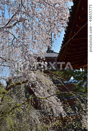 Daigoji cherry tree Daigoji cherry tree 49655775