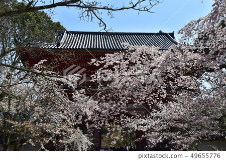 Daigoji櫻桃樹 49655776