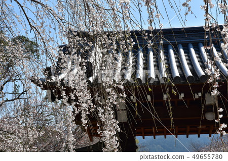 Daigoji cherry tree Daigoji cherry tree 49655780