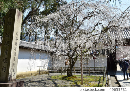 Daigoji cherry tree Daigoji cherry tree 49655781