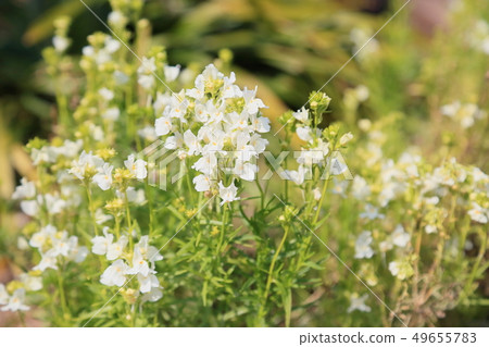Linaria flowers Linaria flowers 49655783