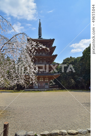 Daigoji cherry tree Daigoji cherry tree 49655844