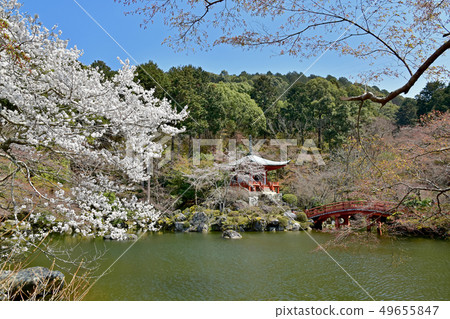 Daigoji櫻桃樹 49655847