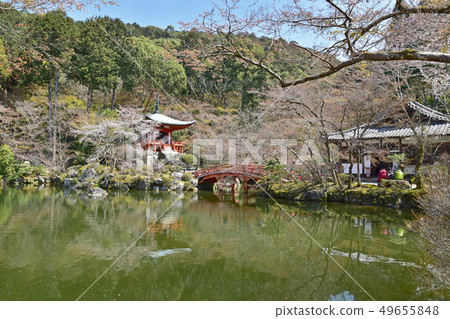 Daigoji櫻桃樹 49655848