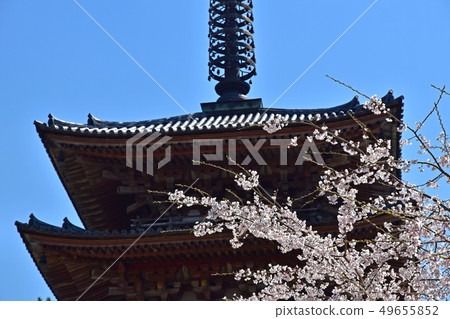 Daigoji cherry tree 49655852