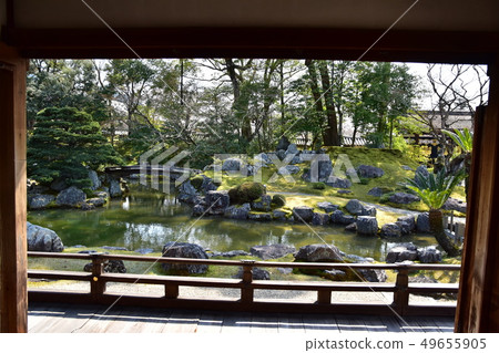 Daigoji櫻桃樹 49655905