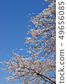 櫻桃樹盛開 49656085