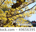 Spring of Yangsan Tongdosa 49656395