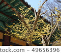 Spring of Yangsan Tongdosa 49656396