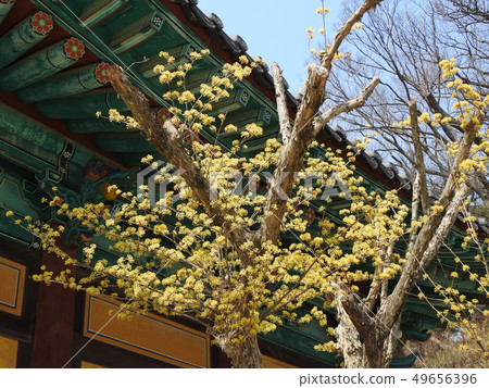 Spring of Yangsan Tongdosa 49656396