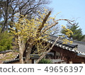 Spring of Yangsan Tongdosa 49656397