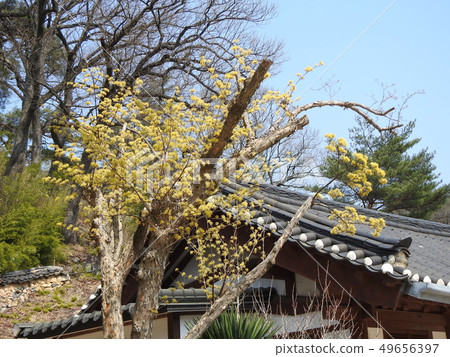 Spring of Yangsan Tongdosa 49656397