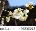 Spring of Yangsan Tongdosa 49656398