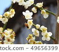 Spring of Yangsan Tongdosa 49656399