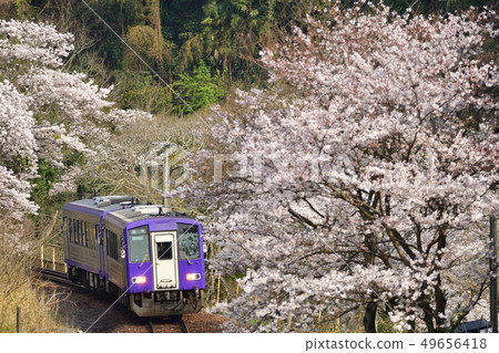 Kiha 120抵達Sakuraoki站櫻花盛開 49656418