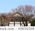 Spring of Yangsan Tongdosa 49656508