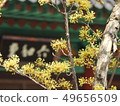 Spring of Yangsan Tongdosa 49656509