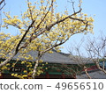 Spring of Yangsan Tongdosa 49656510