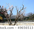Spring of Yangsan Tongdosa 49656513
