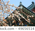 Spring of Yangsan Tongdosa 49656514